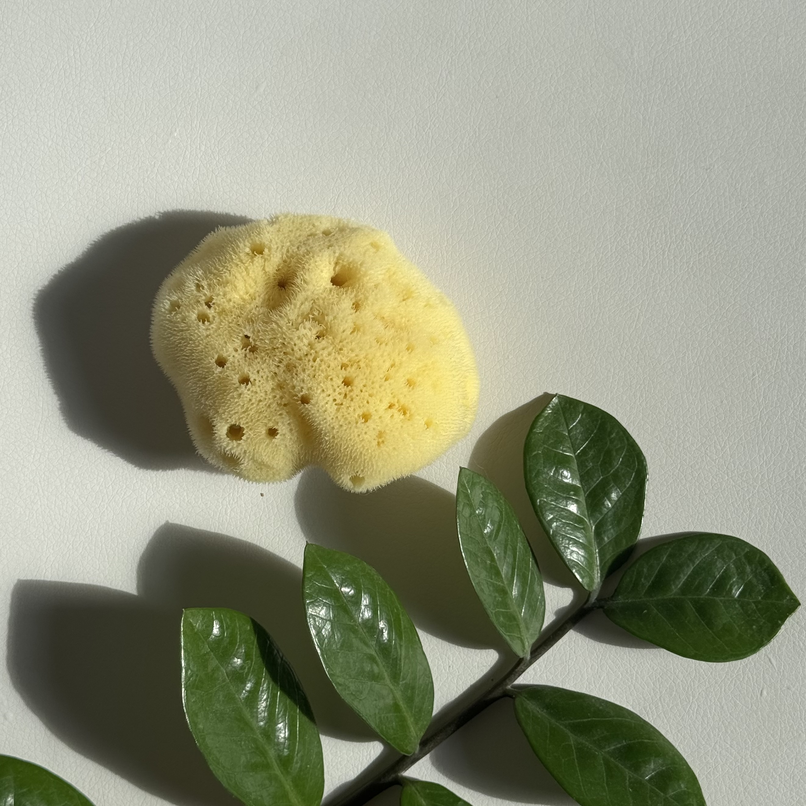 Najel Natural Sponge