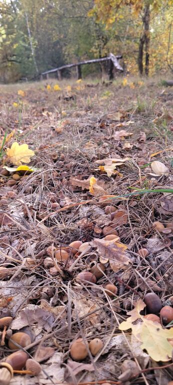 English oak & hazelnut