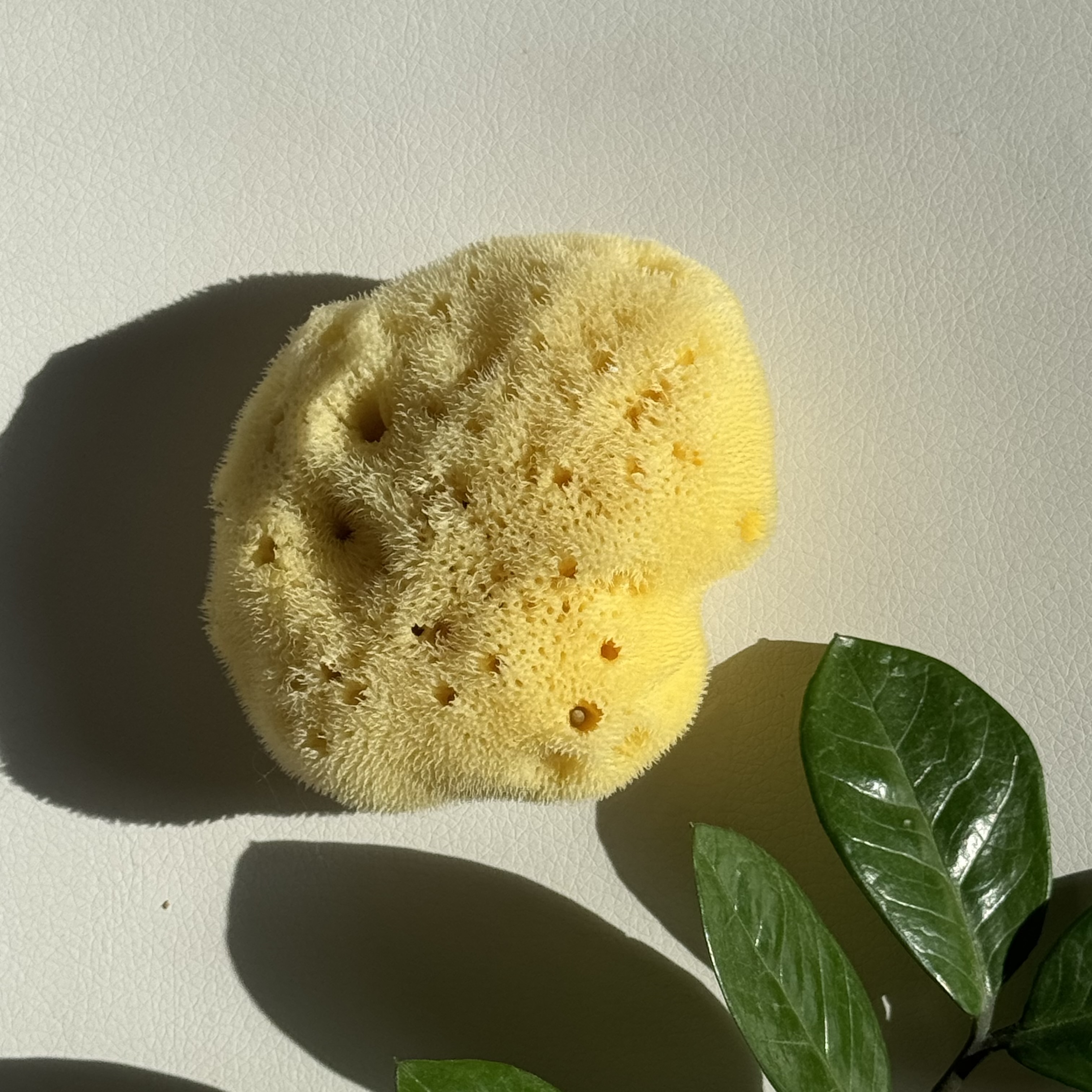 Najel Natural Sponge