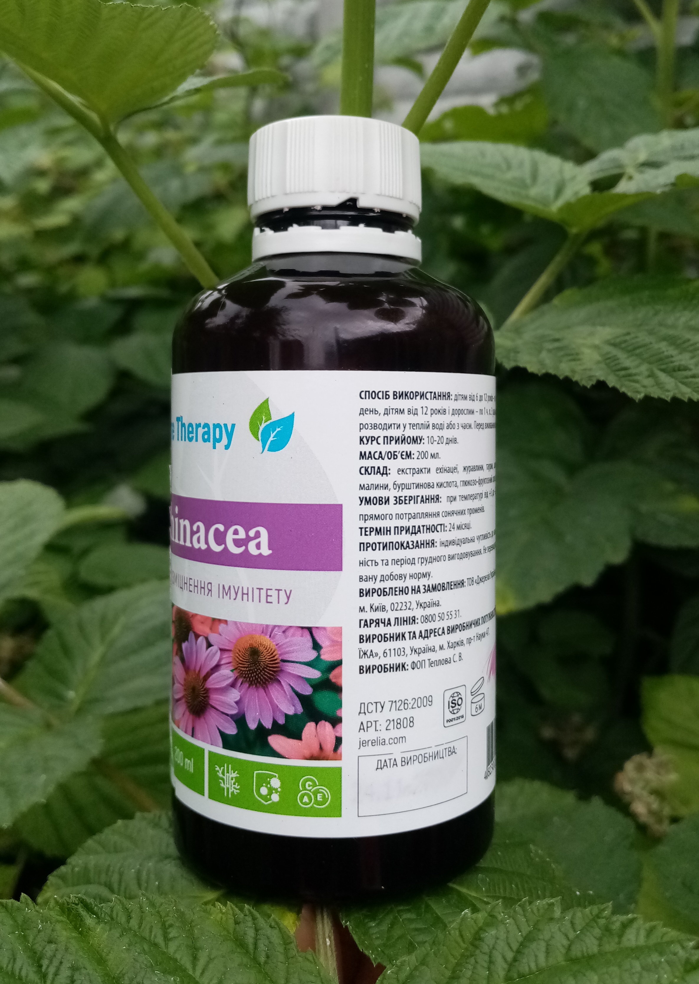 Echinacea на варті міцного імунітету