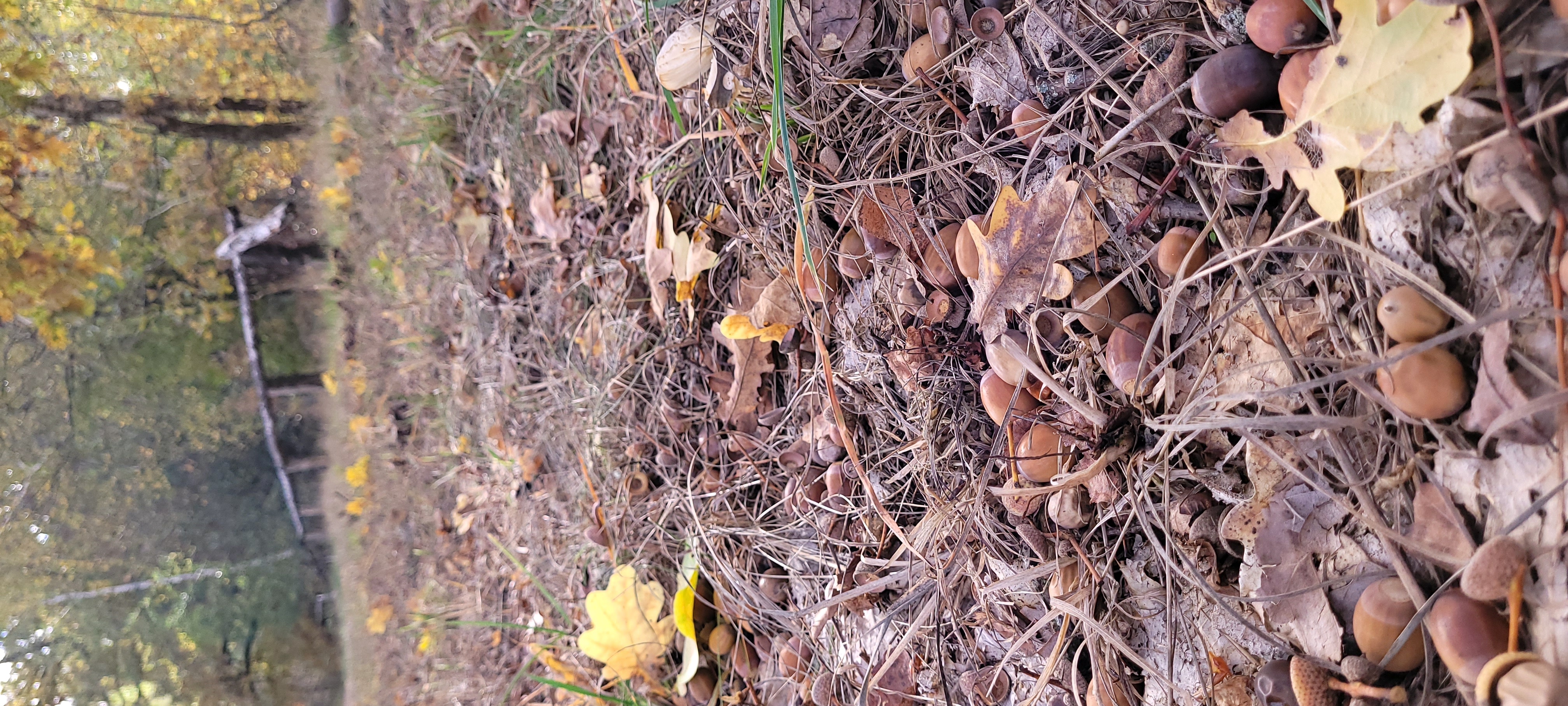 English oak & hazelnut