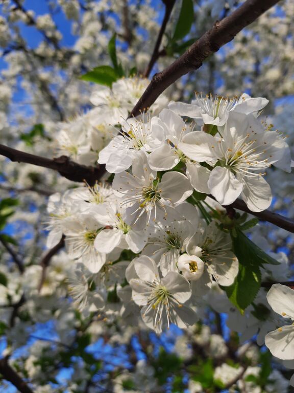 Моя весна з Delicate Cherry Blossom